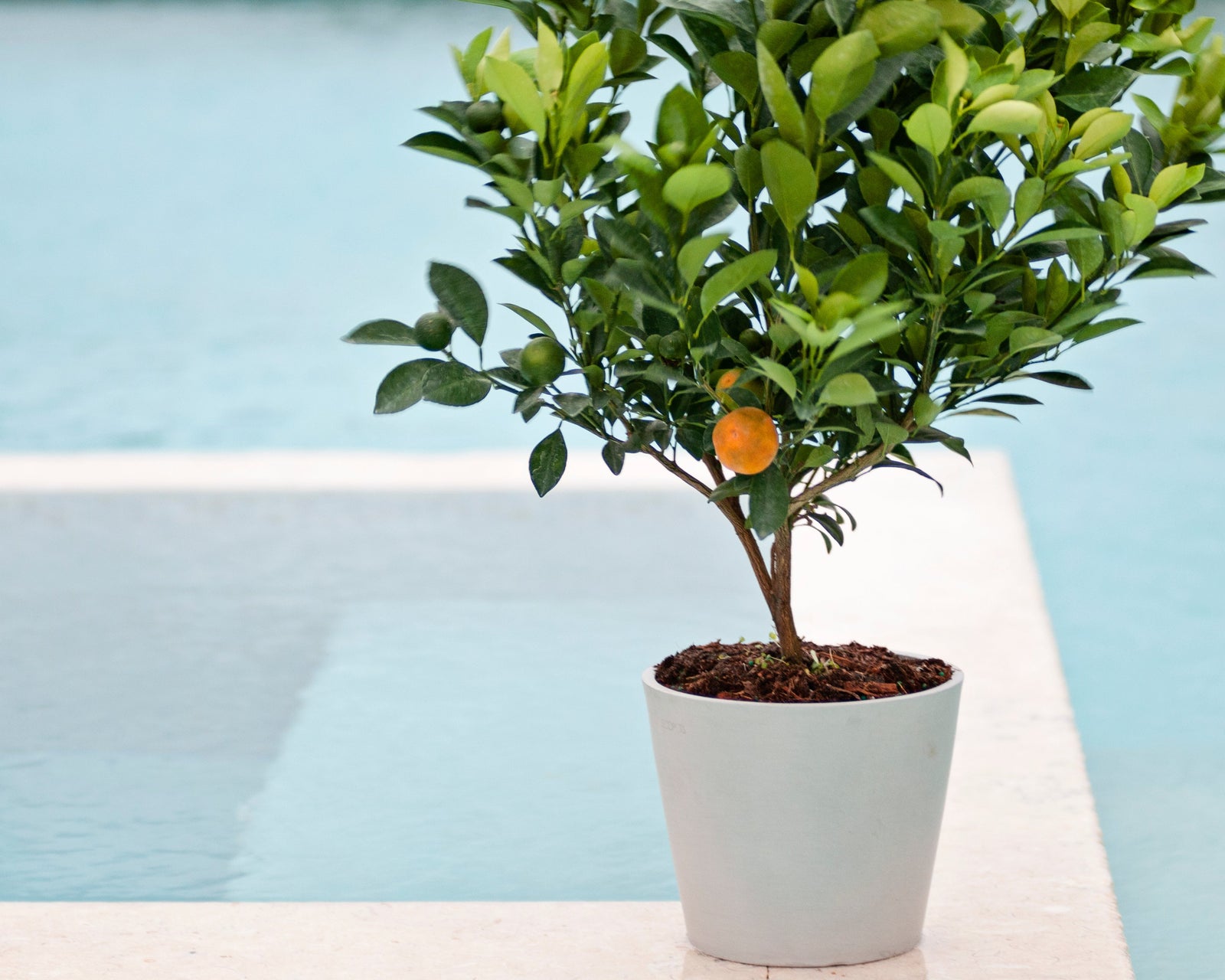 How to Water Your Indoor Citrus
