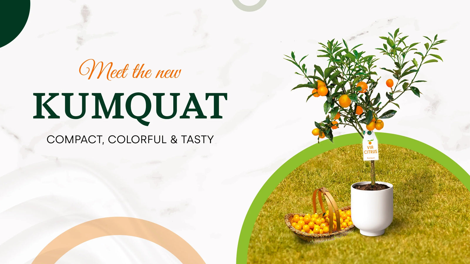 Kumquat Citrus tree. A Unique addition to your garden