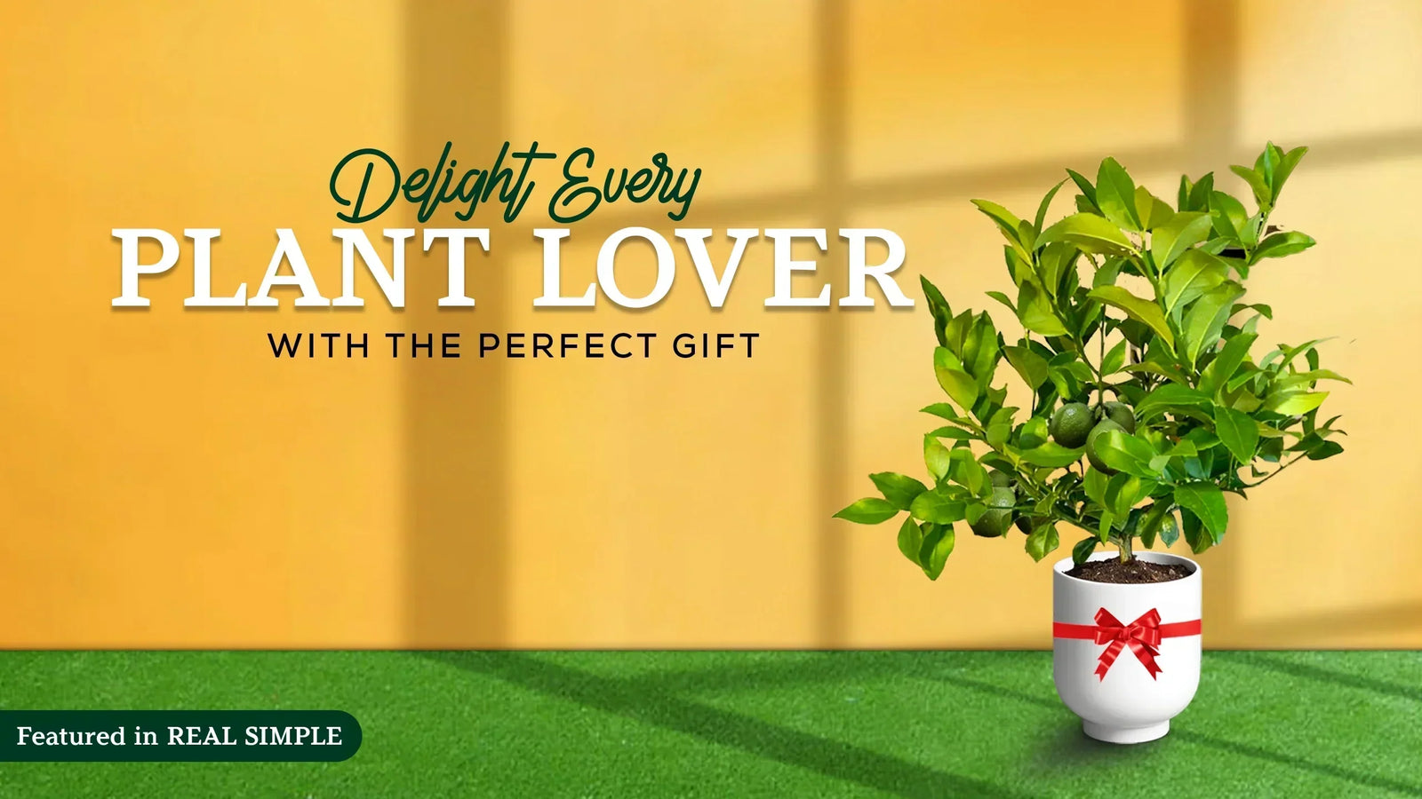 Handpicked Gifts for Plant Lovers for Every Occasion