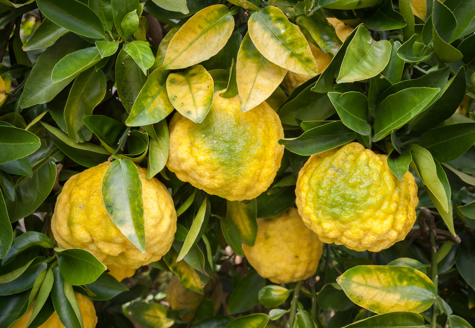 How to find Yuzu Citrus