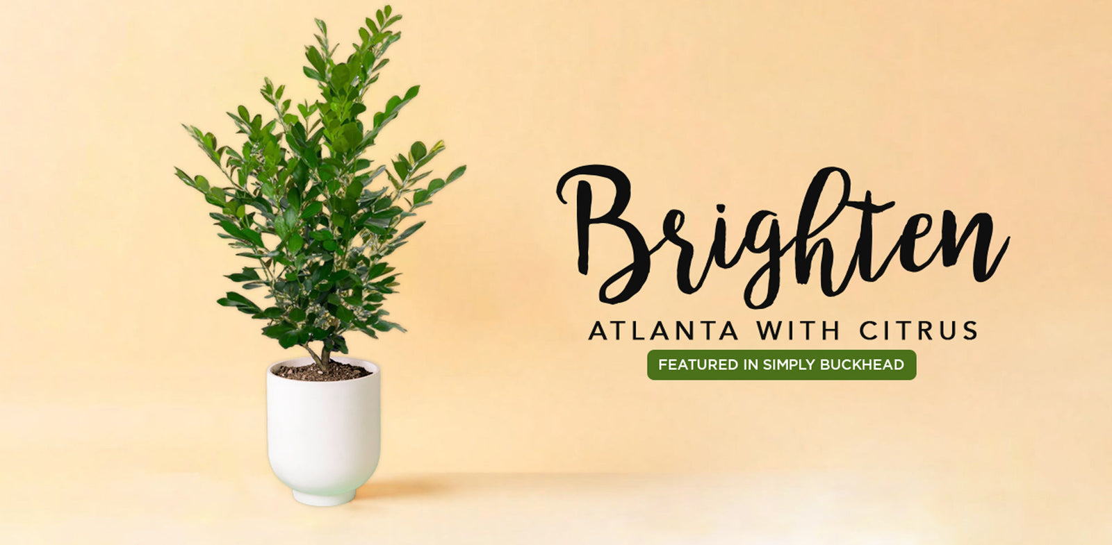 Grow fresh citrus at home in Atlanta