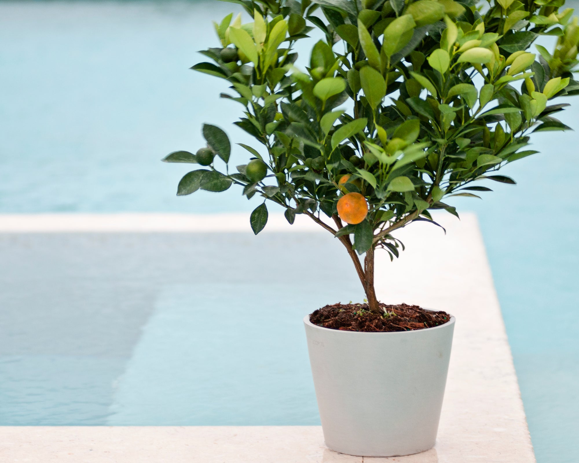 How to Water Your Indoor Citrus