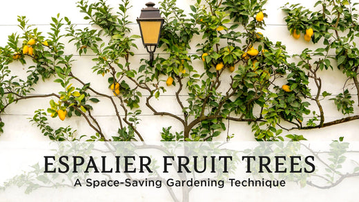 Espalier Fruit Trees