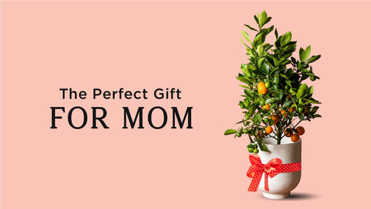 The Perfect Gift for Mom