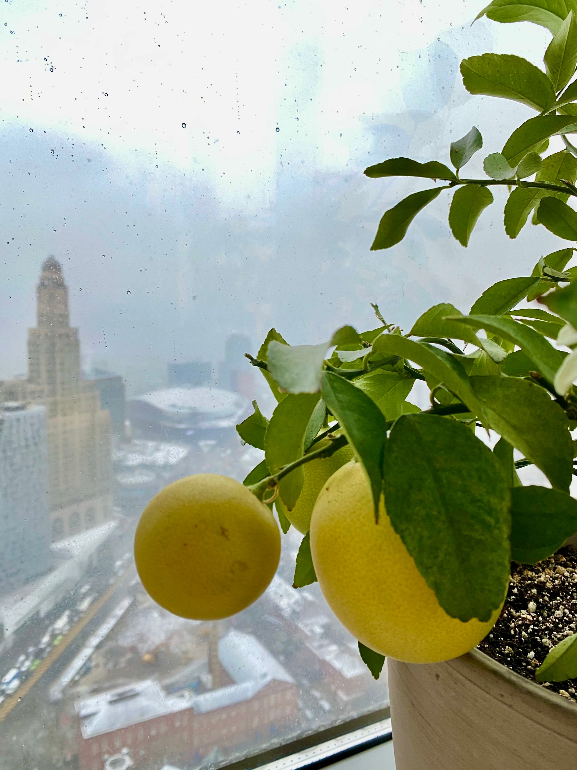 Meyer Lemon in a Brooklyn Winter