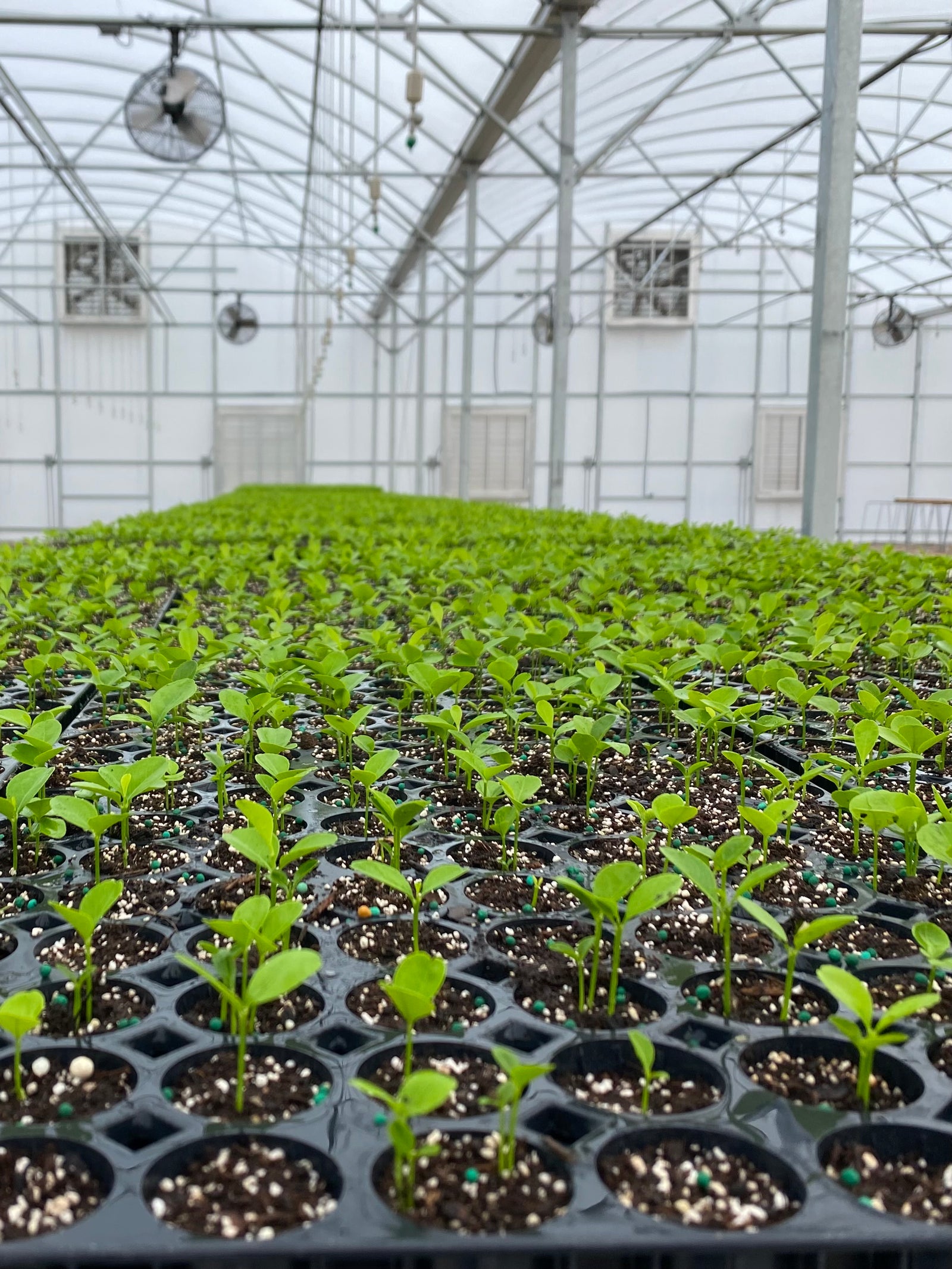 Via Citrus Seedlings