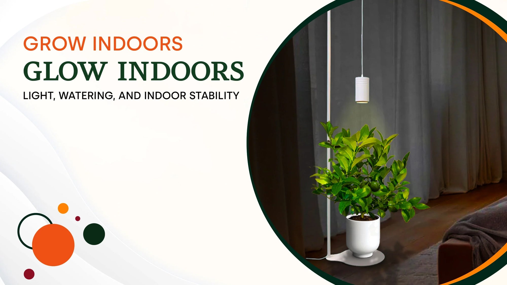 Year-Round Indoor Citrus Care