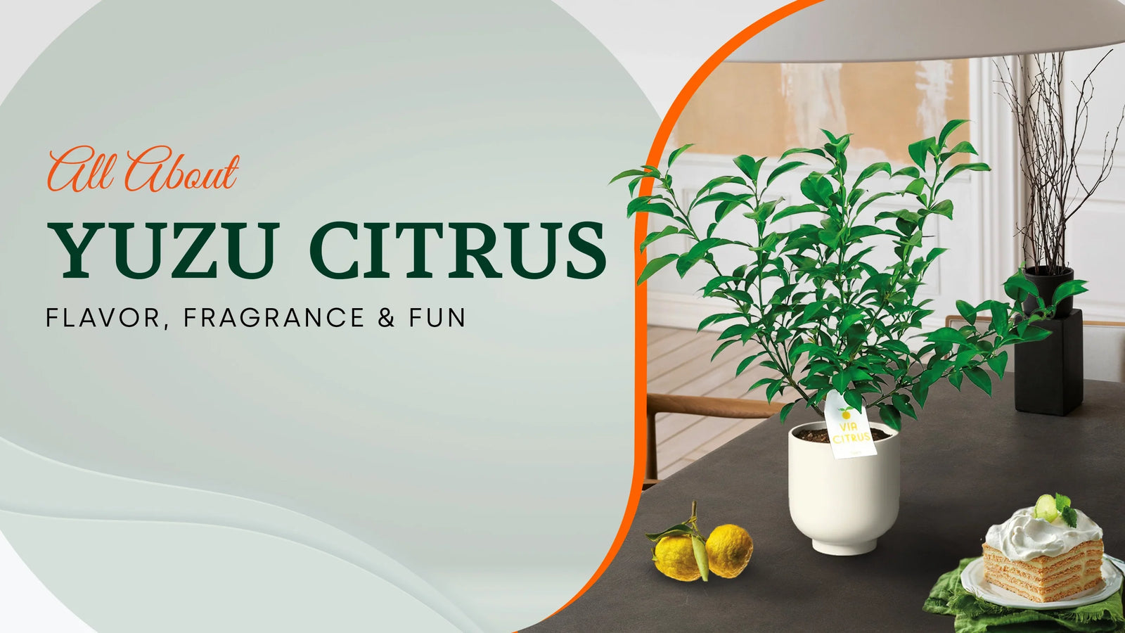 Yuzu Citrus - the best citrus for homecooks
