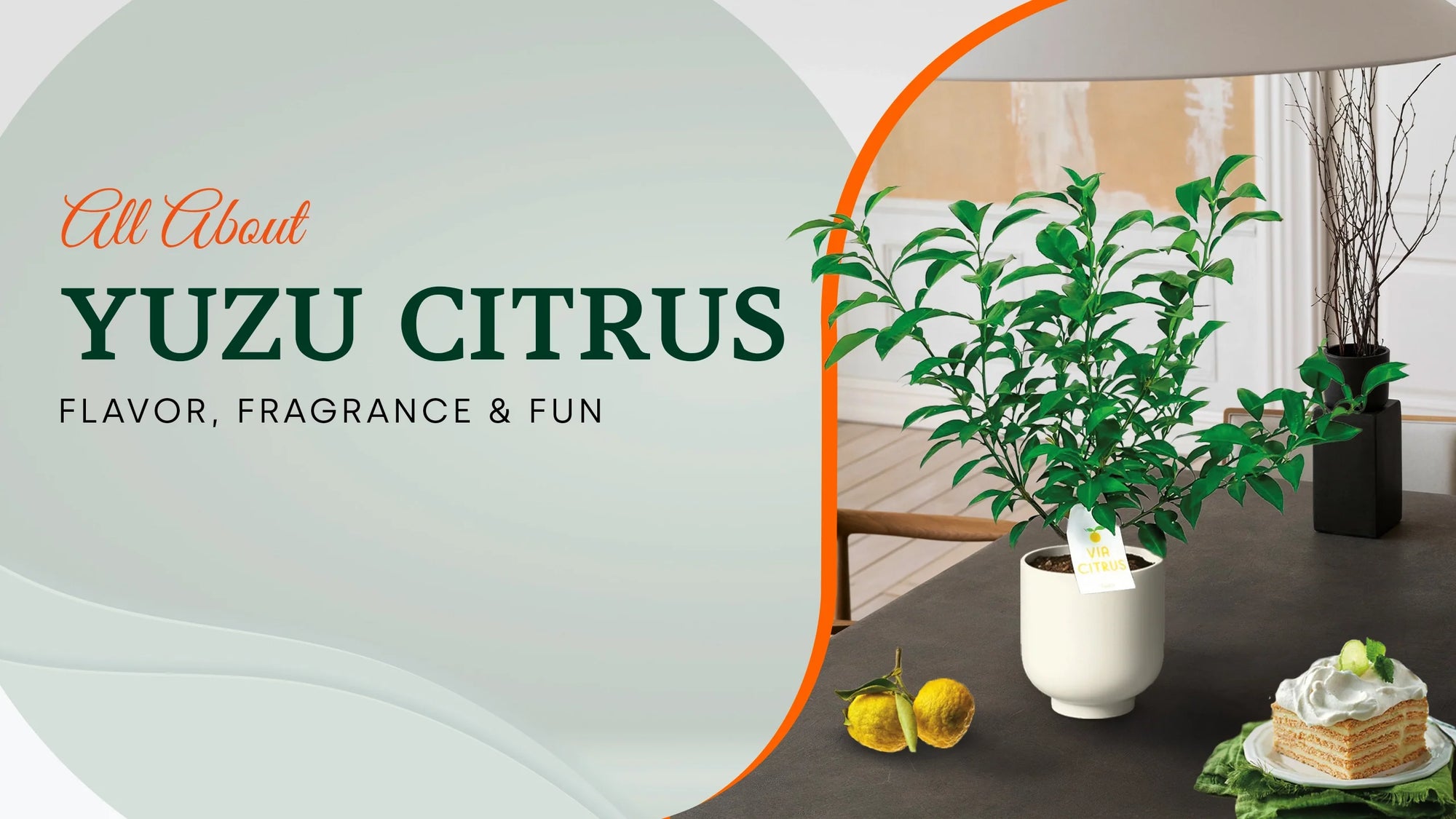 Yuzu Citrus - the best citrus for homecooks