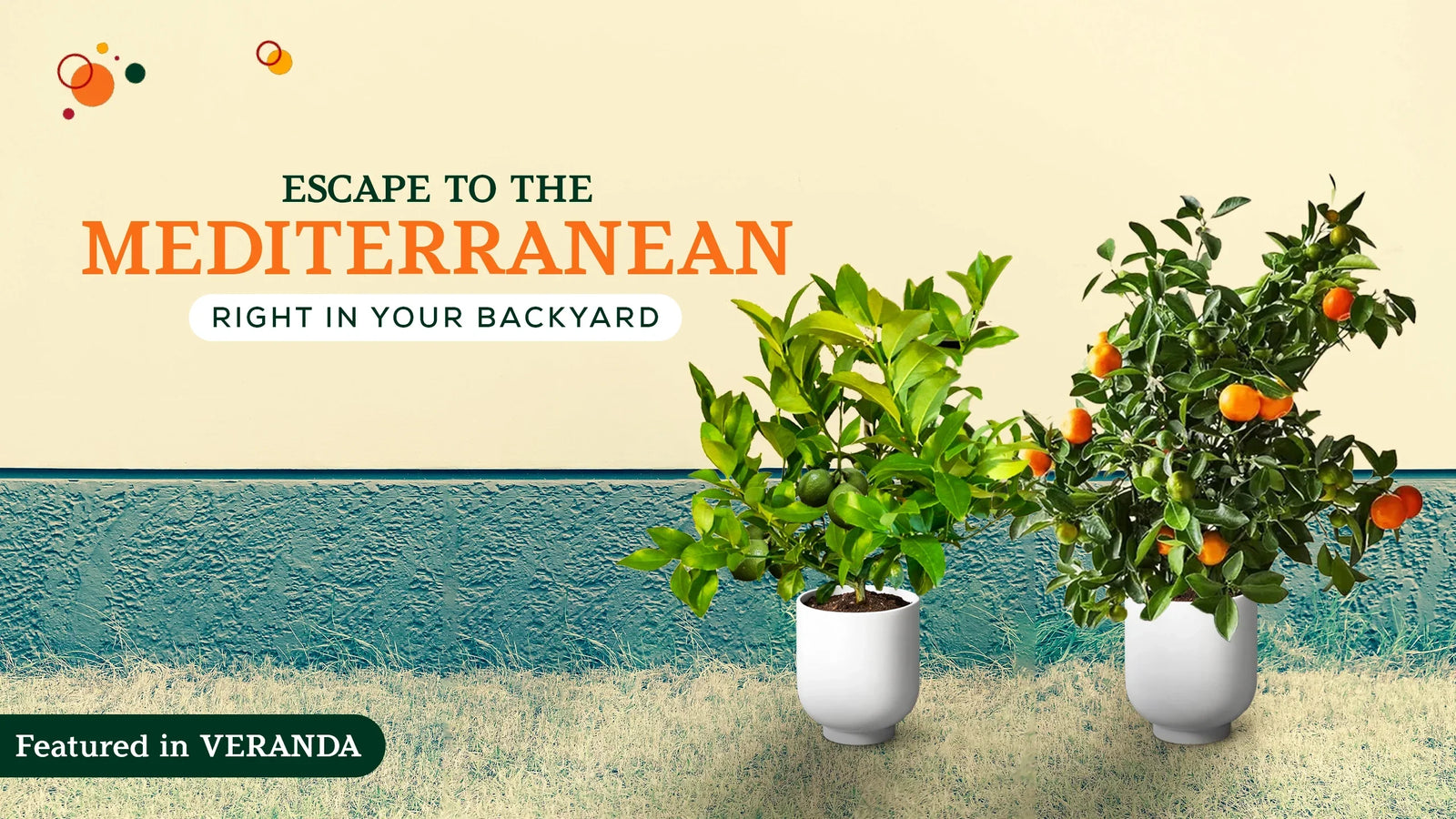 Mediterranean Garden with Citrus Trees