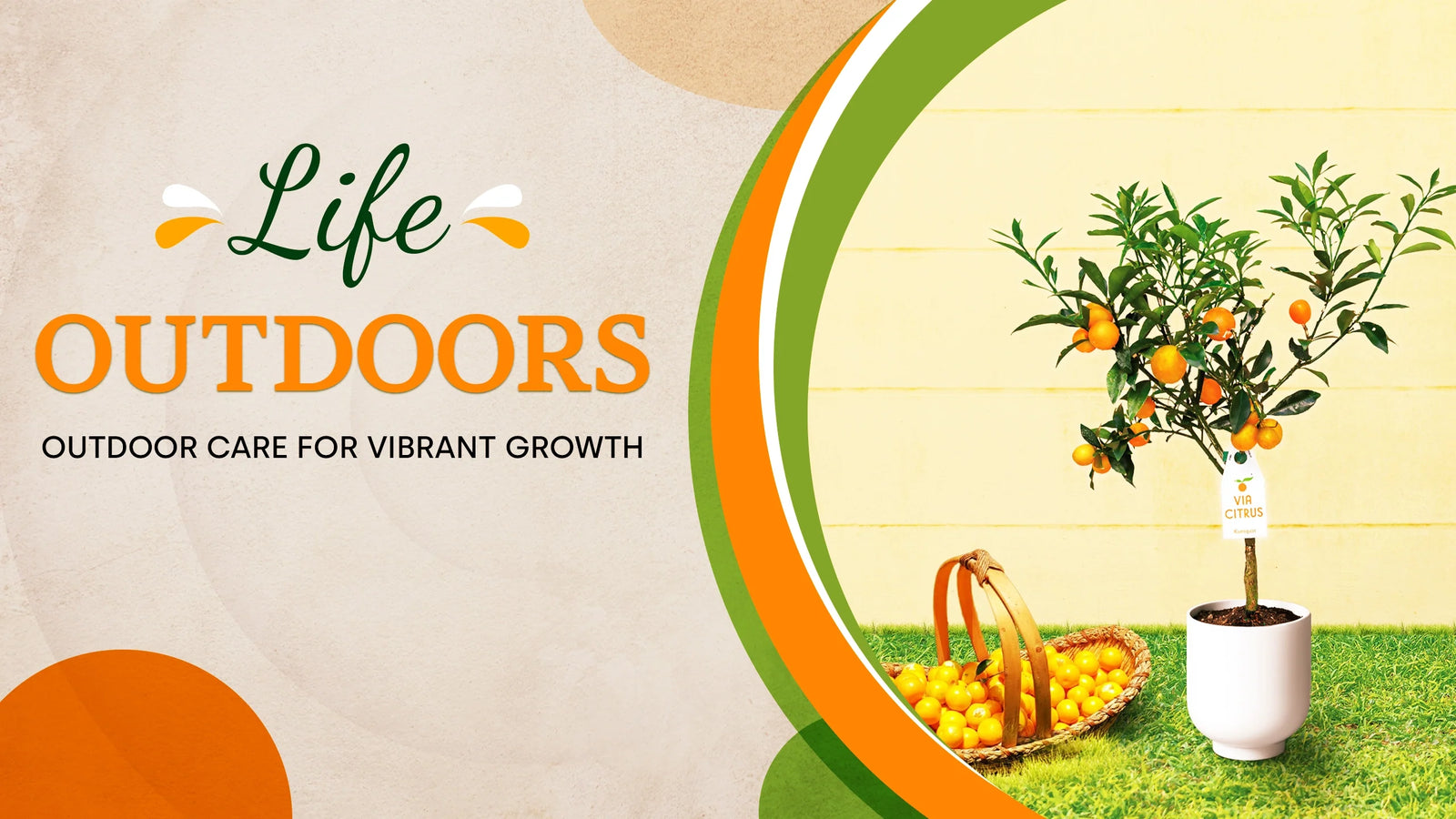 Outdoor Citrus Care Guide