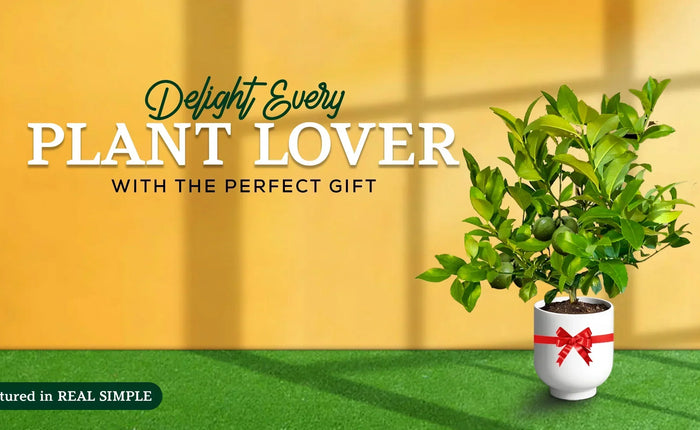Handpicked Gifts for Plant Lovers for Every Occasion