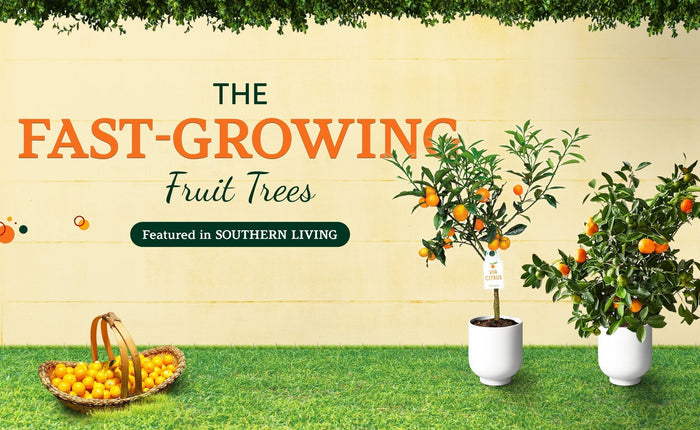 Fastest Growing Fruit Trees