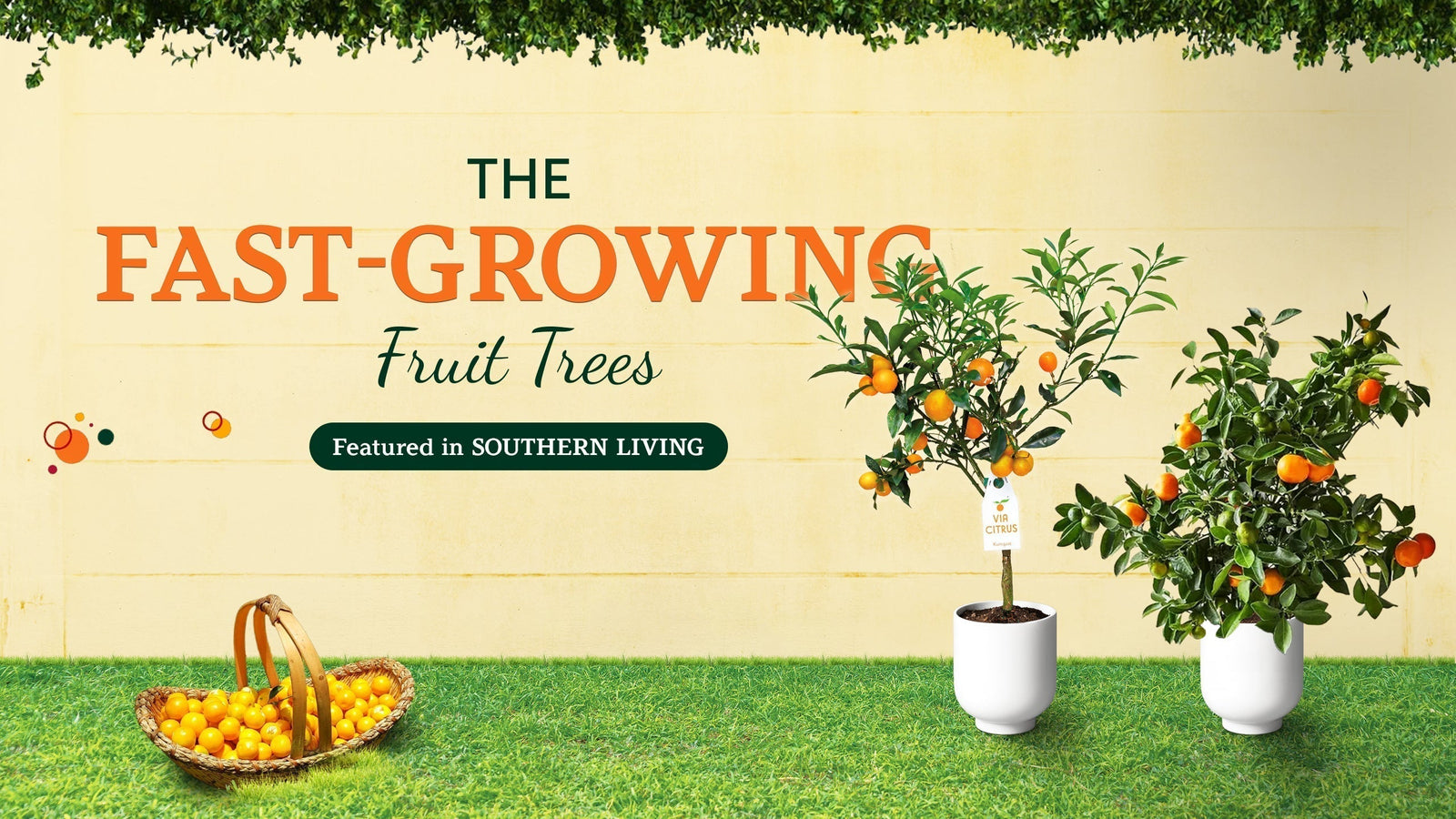 Fast growing fruit trees