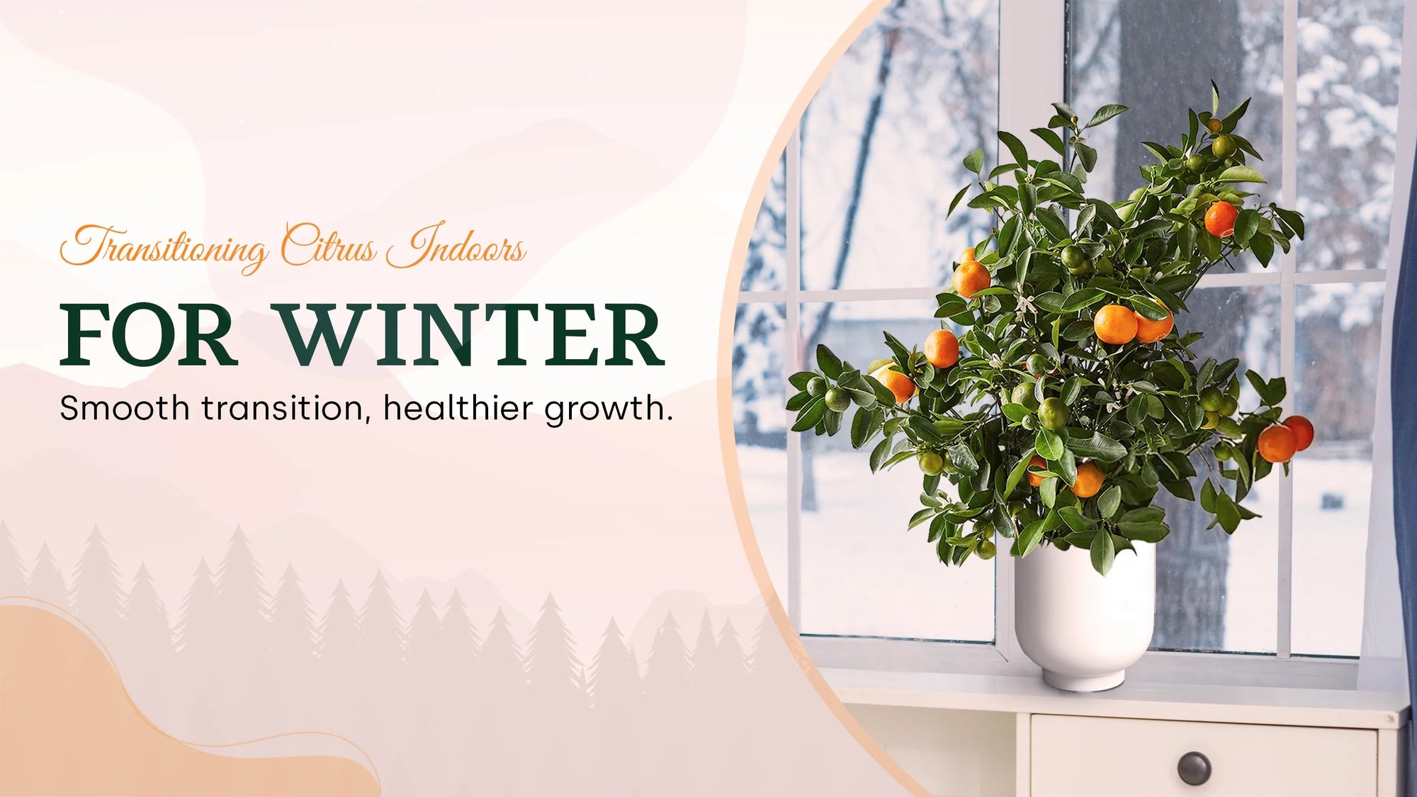Indoor Citrus care for Winter