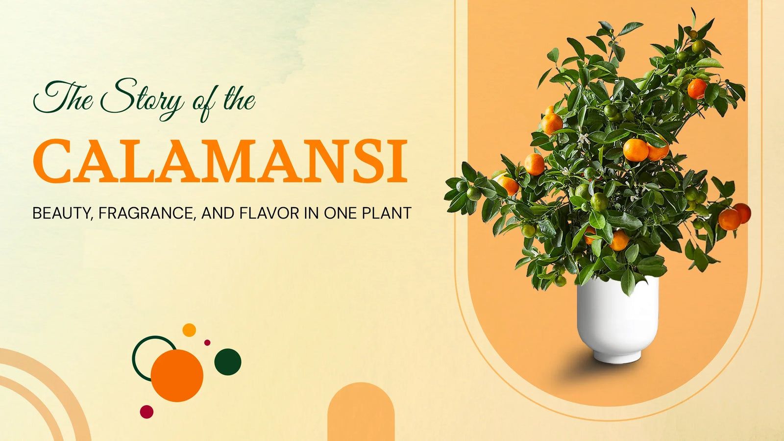 Calamondin/Calamansi Citrus tree