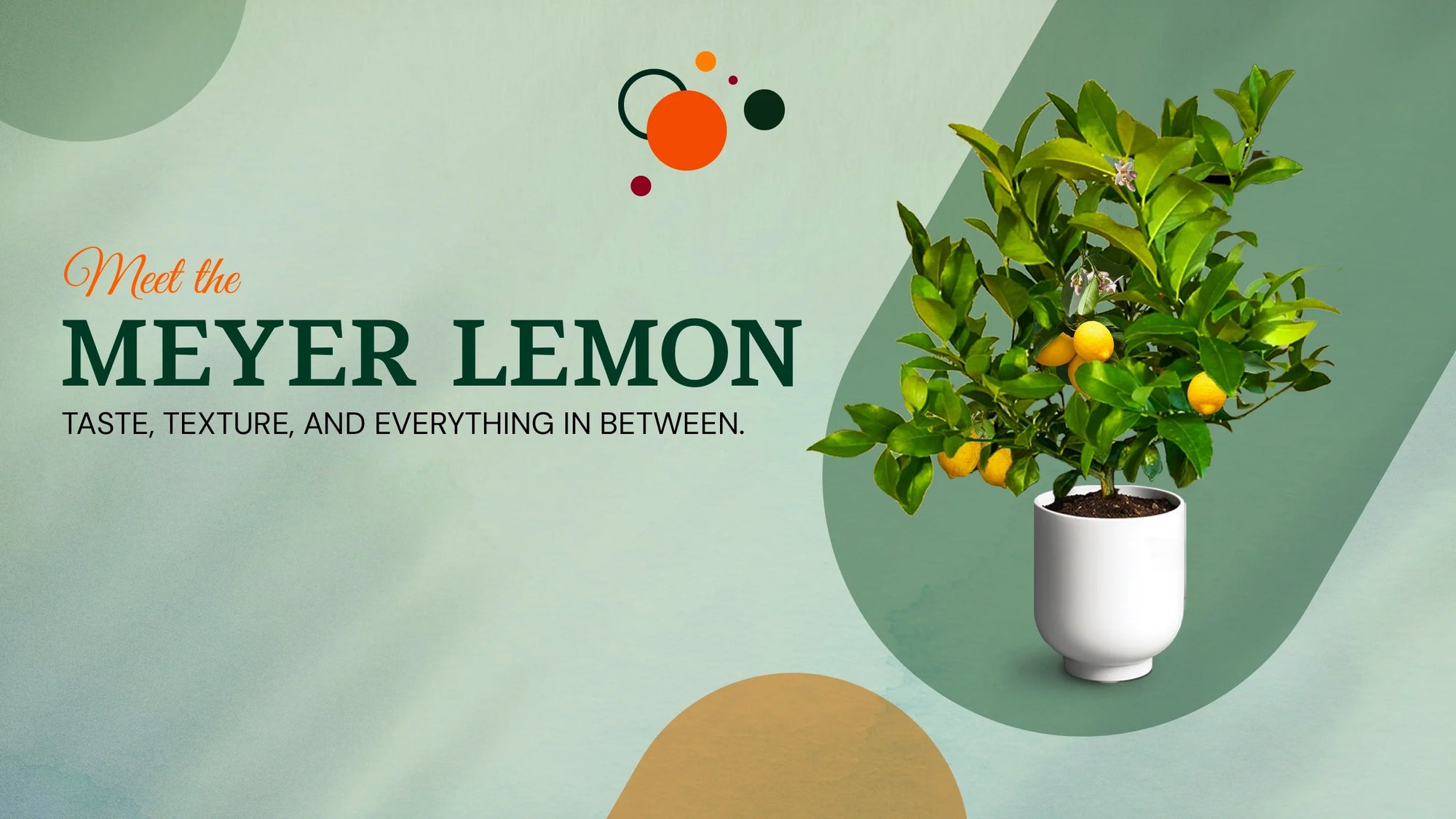 Meyer Lemon tree | Via Citrus