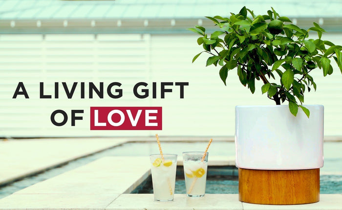 The Perfect Valentine’s Day Gift