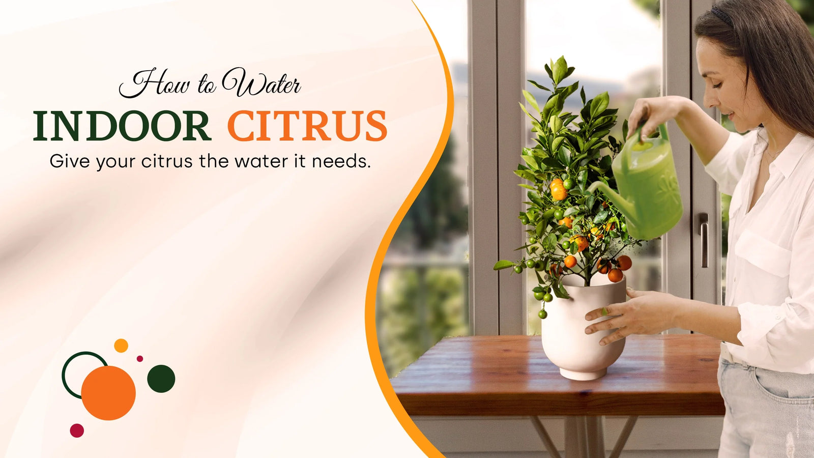 Indoor Citrus tree watering