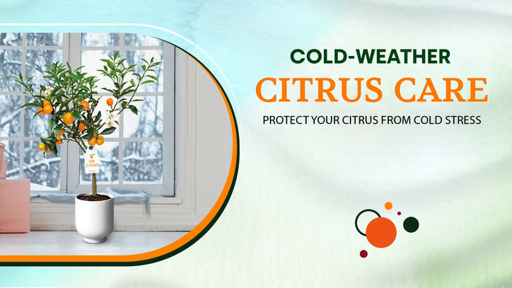 Winter Citrus Care