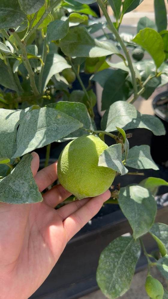 Citrus farm behind the scene gallery image | Via Citrus