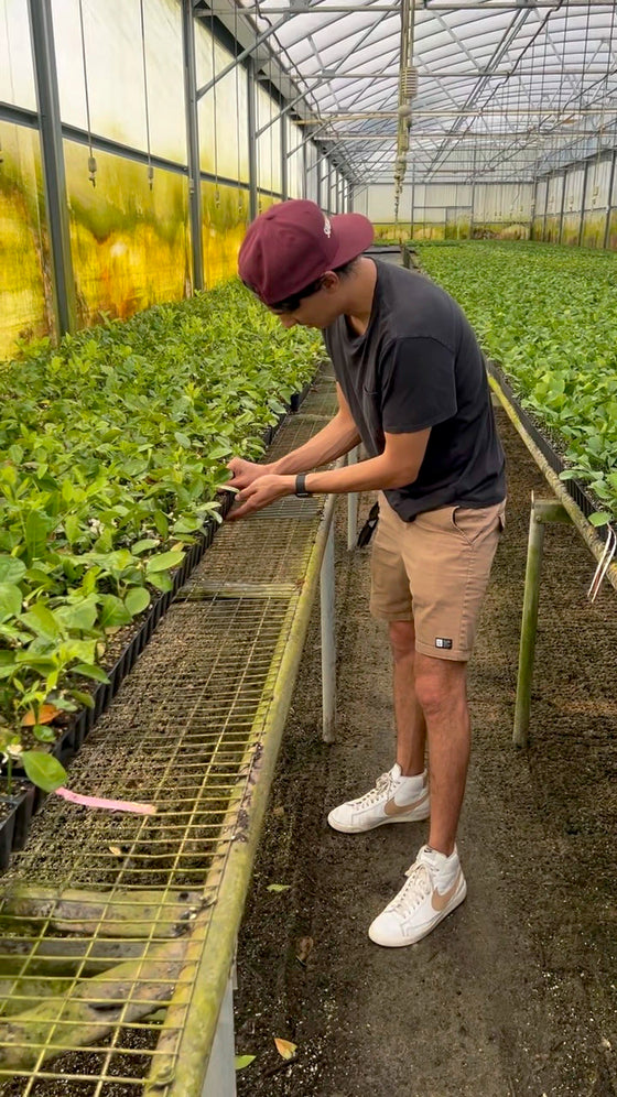 Citrus farm behind the scene gallery image | Via Citrus