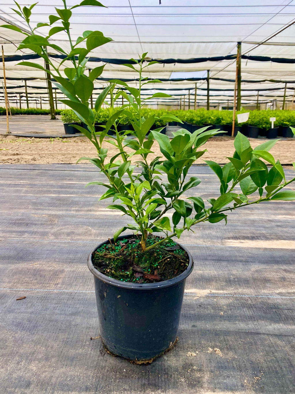 Yuzu Citrus Tree. Indoor Outdoor Citrus, Rare Variety