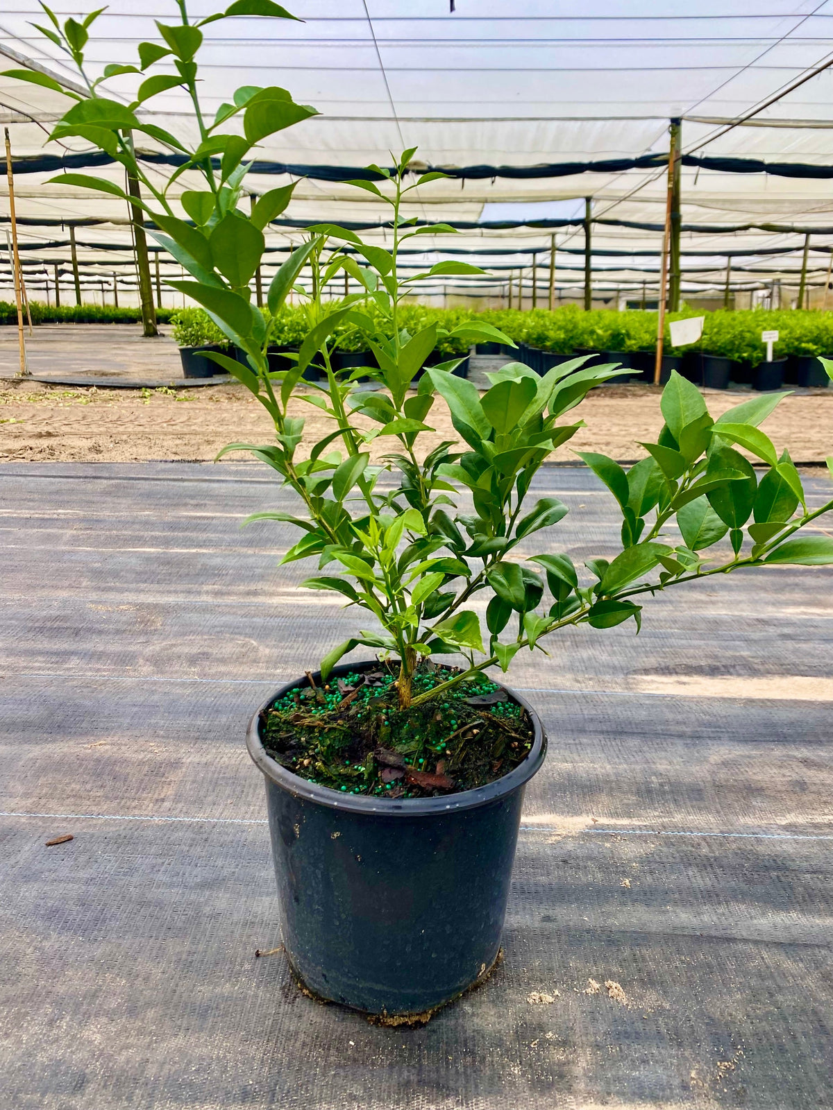 Yuzu Citrus Tree. Indoor Outdoor Citrus, Rare Variety