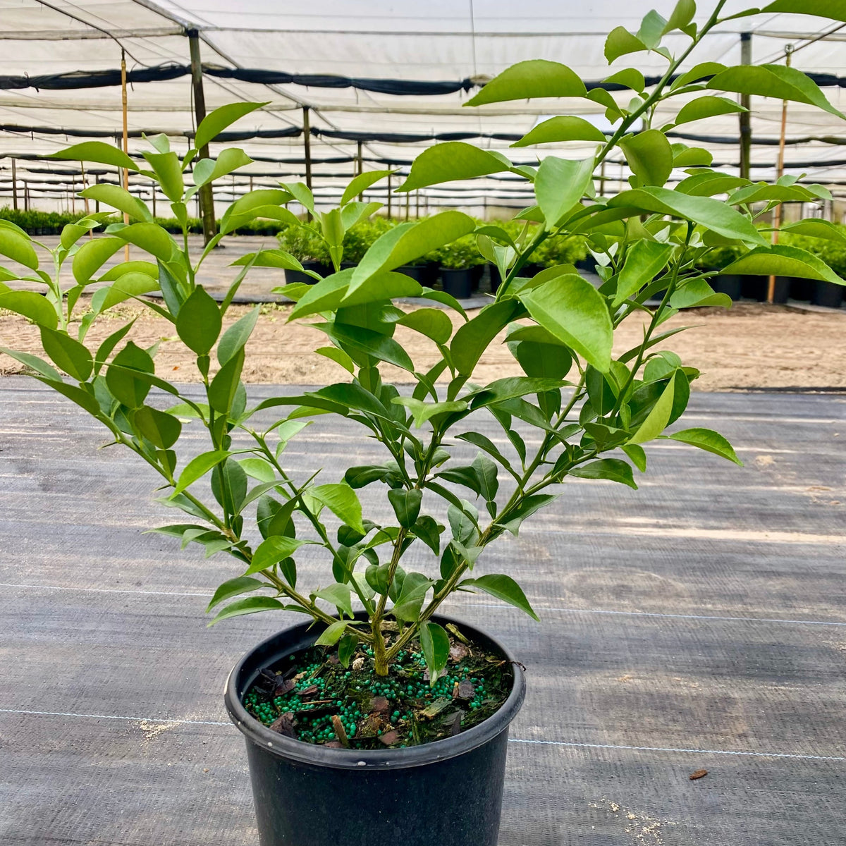 Yuzo Citron Trees For Sale Online