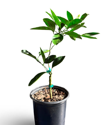 Satsuma Mandarin (Grafted)