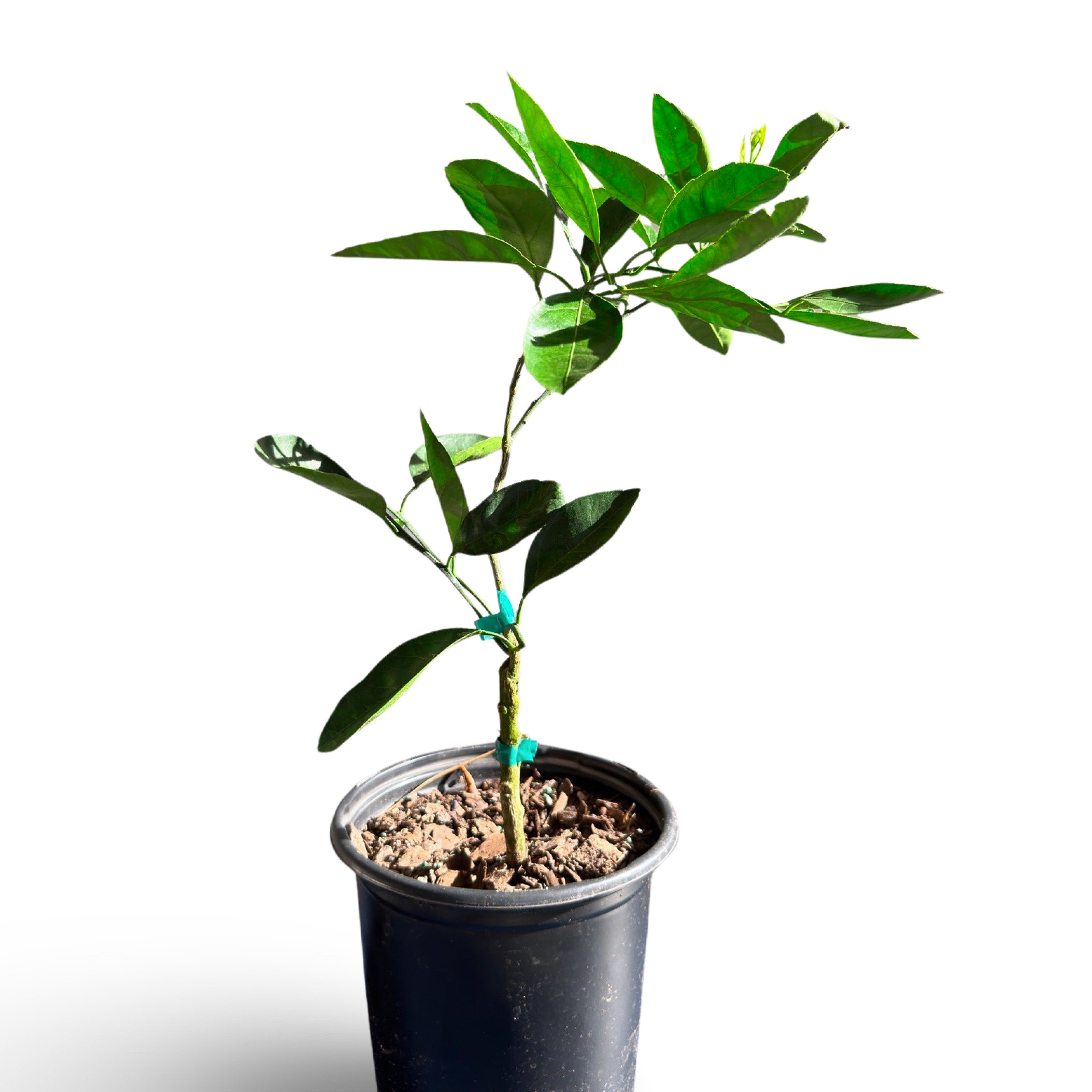 Satsuma Mandarin Tree Grafted