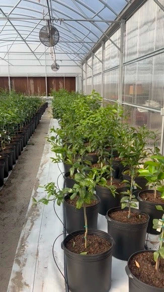 Citrus farm behind the scene gallery image | Via Citrus