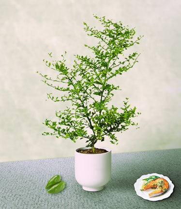 Australian Finger Lime