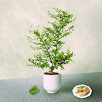 Australian Finger Lime Tree | Rare Caviar Lime