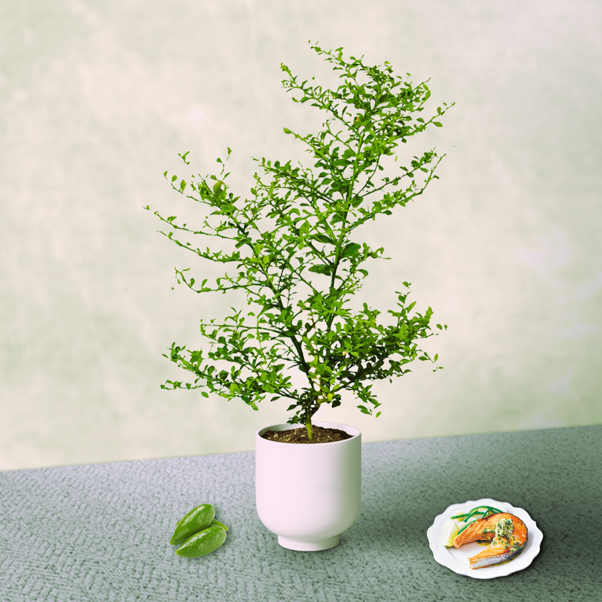 Australian Finger Lime Tree | Rare Caviar Lime