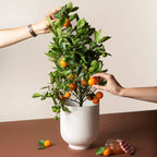 A potted Calamondin plant with green leaves and orange fruits, being held by a person. A jar and additional fruits are visible on the table.