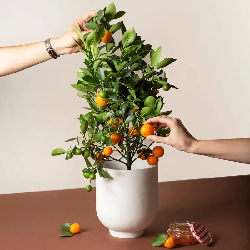 A potted Calamondin plant with green leaves and orange fruits, being held by a person. A jar and additional fruits are visible on the table.