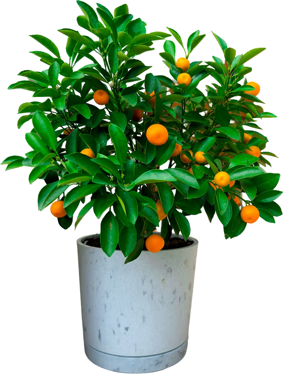 Calamondin/Calamansi Citrus Tree