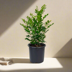Orange Jasmine Tree. Murraya Paniculata | Fragrant Indoor