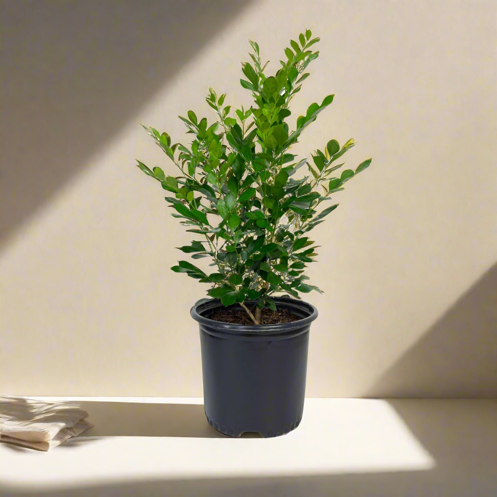 Orange Jasmine Tree. Murraya Paniculata | Fragrant Indoor