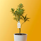 Kumquat (Grafted), Indoor Outdoor Citrus Tree