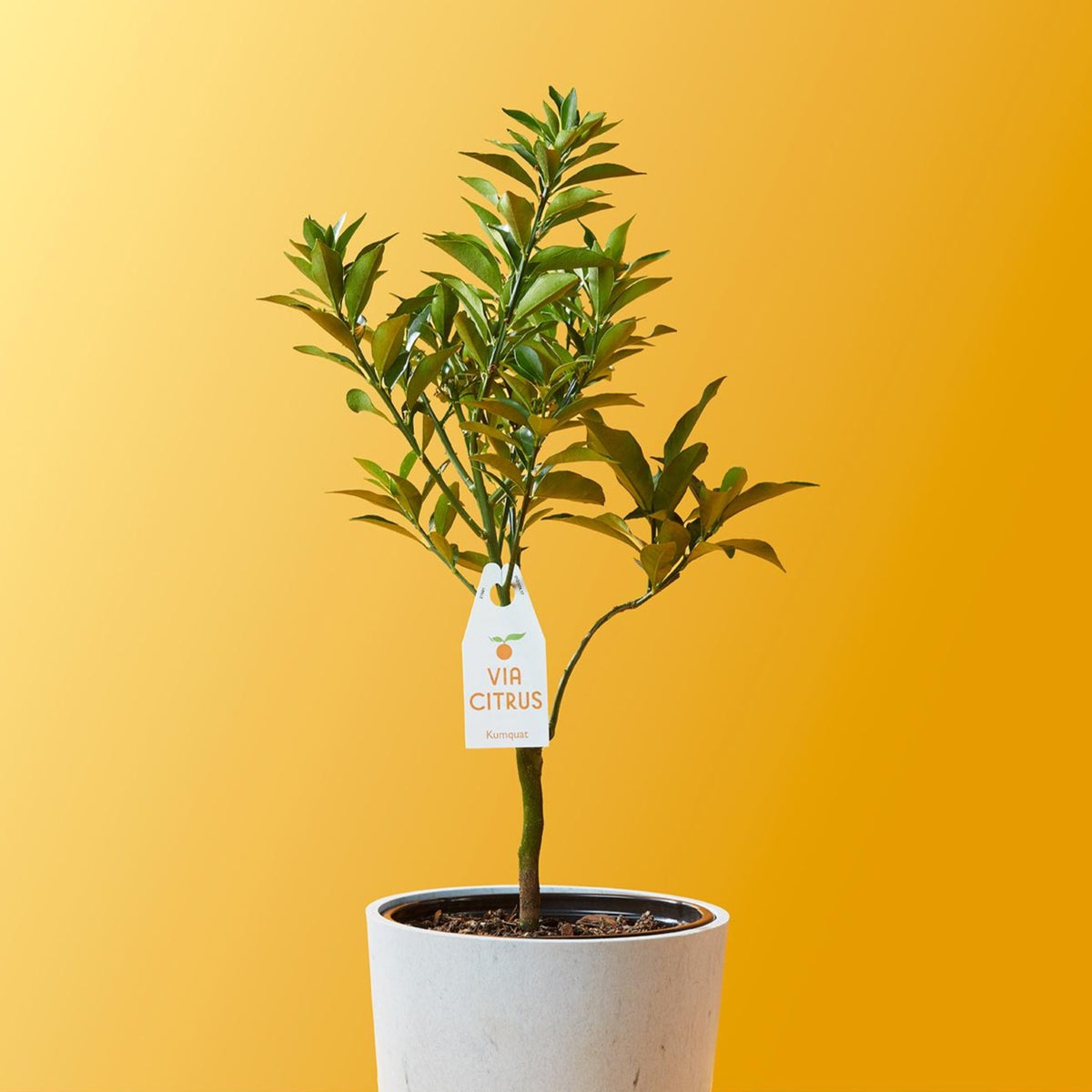 kumquat plant indoor Kumquat (Grafted), Indoor Outdoor Citrus Tree