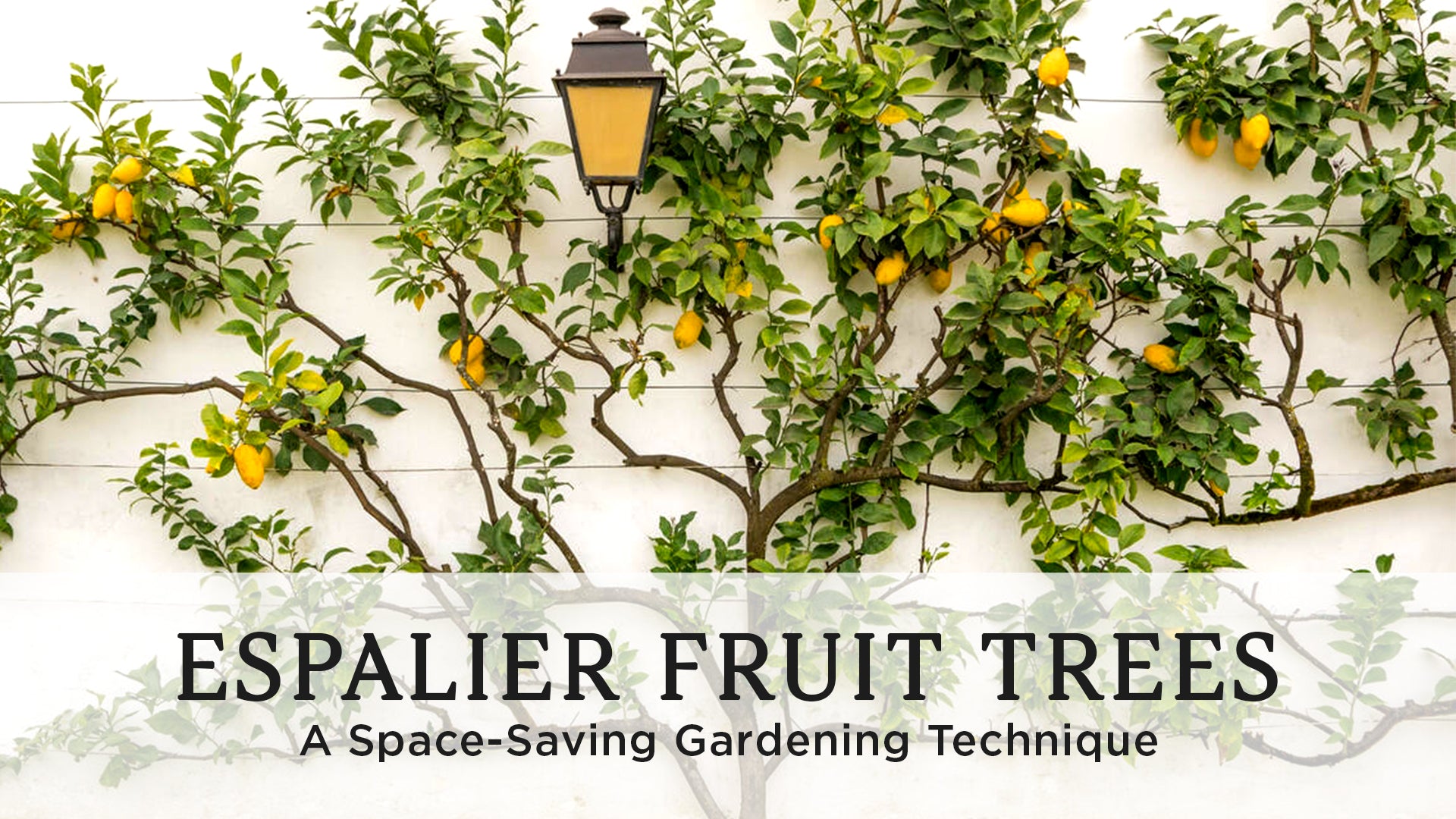 Espalier Fruit Trees