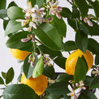 Meyer Lemon Indoor Citrus Tree