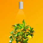 Aspect Gen 2 LED Citrus Growlight