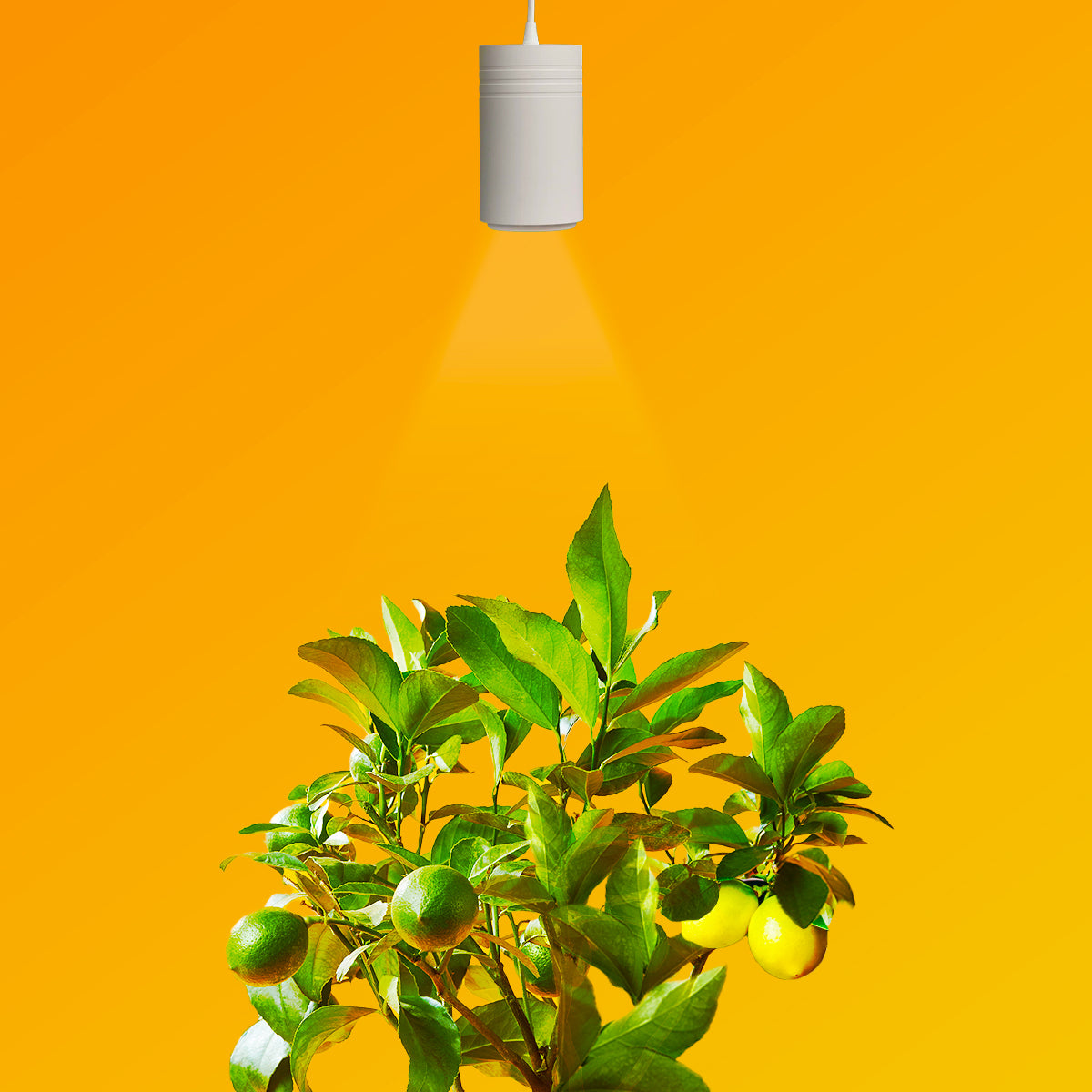 Aspect Gen 2 LED Citrus Growlight