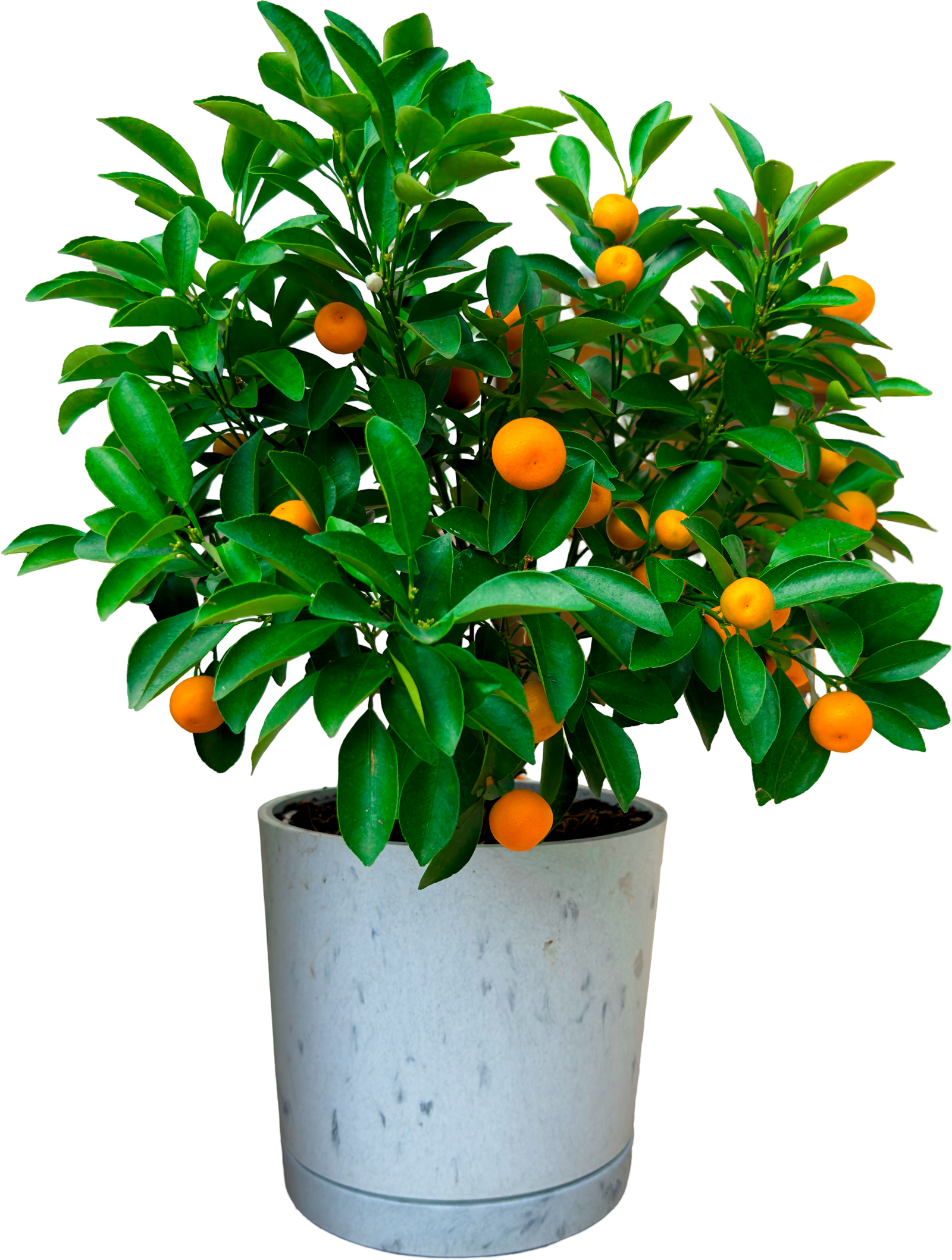 Calamondin/Calamansi Tree