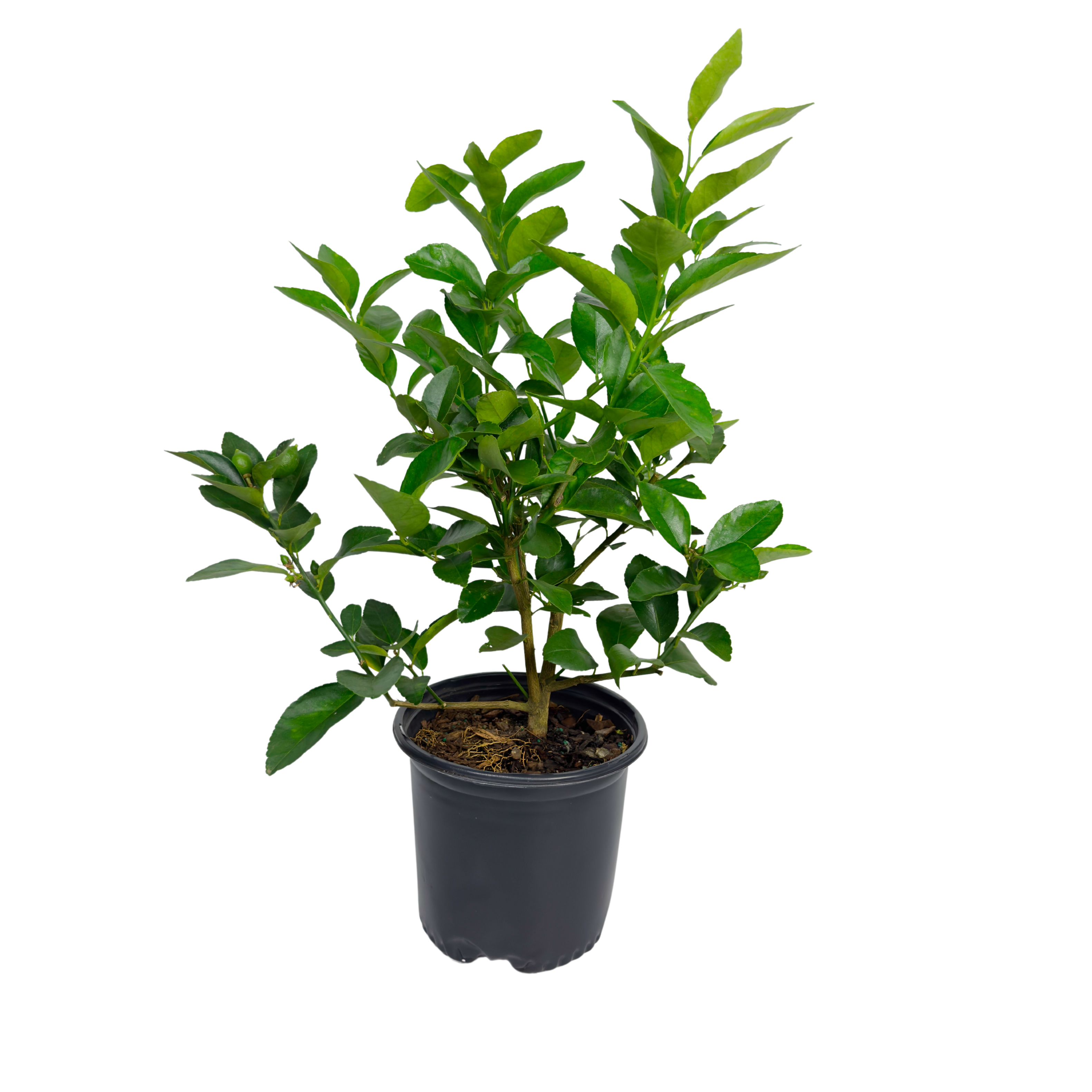 Persian Lime