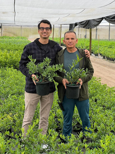 Citrus farm behind the scene gallery image | Via Citrus