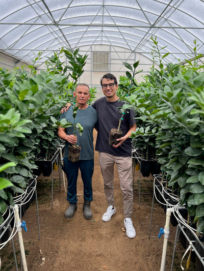 Citrus farm behind the scene gallery image | Via Citrus